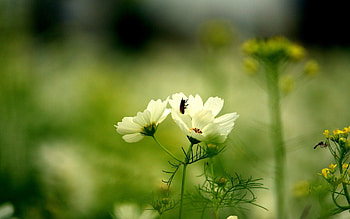 Grass, Flower, Macro, Insect, Stem, Stalk HD wallpaper
