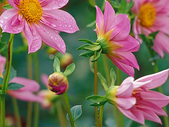 Flowers, Drops, Macro, Petals, Dew HD wallpaper