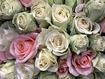 Plants, Flowers, Roses HD wallpaper