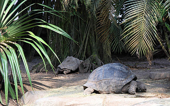 Animals, Turtles, Grass, Wood, To Lie Down, Lie, Tree, Carapace, Shell HD wallpaper