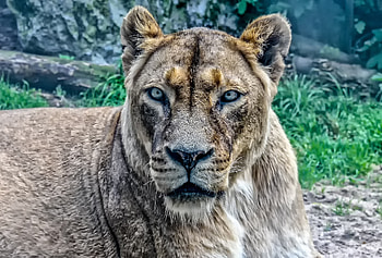 Lioness, predator, animal HD wallpaper