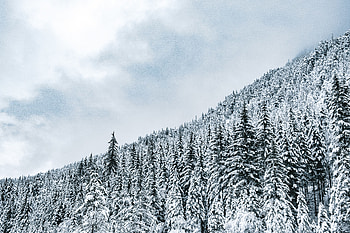 Winter, Nature, Trees, Snow, Forest, Snow Covered, Snowbound HD wallpaper
