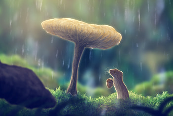 Mouse, Fantasy, Animal, Mushroom, Fantasy Animals HD wallpaper