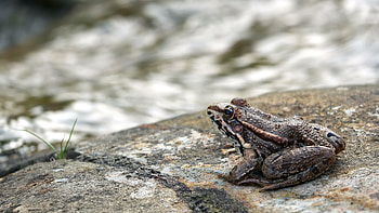 Toad stock footage, , Amphibious creature, Video clips HD wallpaper