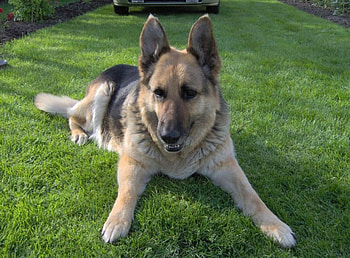 German Shepard, Field, Dog, Animal, Lazy HD wallpaper