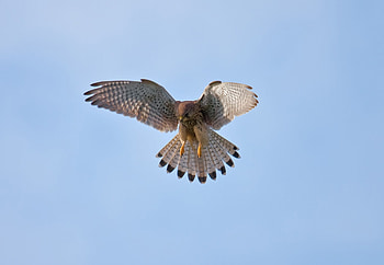 Animals, Sky, Owl, Bird, Predator, Wings, Wave, Sweep HD wallpaper
