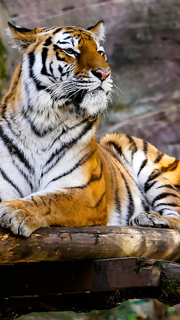 Animal, tiger HD phone wallpaper
