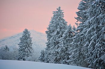 Snow-covered spruce, Winter wonderland, Frosty beauty, Cold season HD wallpaper