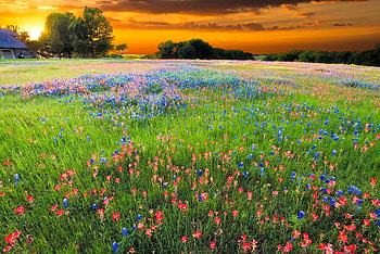 Texas Hill Country, Nature , Summer meadow grass HD wallpaper