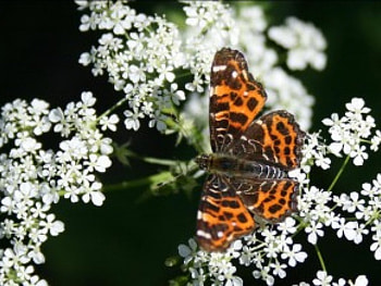 Butterfly and flower, animal, butterfly, flower HD wallpaper