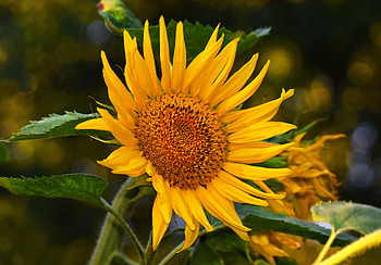 Yellow flower, close up, sunflower HD wallpaper