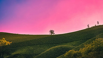 Greenery Hills Trees Bushes Plants In Pink Purple Sky Background Nature HD wallpaper