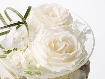 Plants, Flowers, Roses, Bouquets HD wallpaper