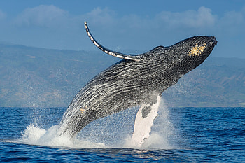 Humpback Whale, animal, whale, humpback, ocean HD wallpaper