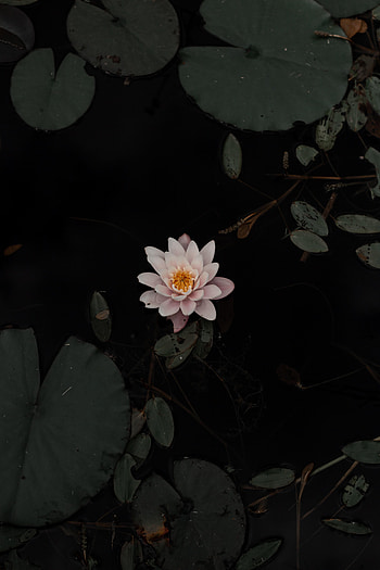 Flowers, Water, Leaves, Flower, Water Lily, Basin HD phone wallpaper
