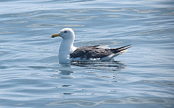 Seagull, swimming, bird, water HD wallpaper