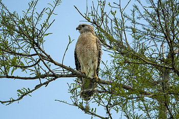 Beak, Animals, Bird, Branch, Eagle, Claws HD wallpaper