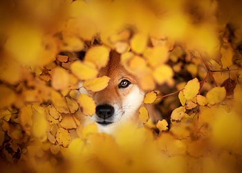 Shiba Inu HD wallpaper