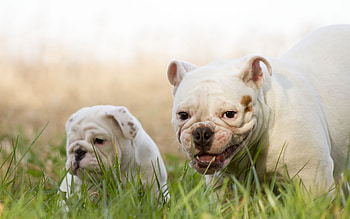 English Bulldog Puppy, english, bulldog, dog, puppy HD wallpaper