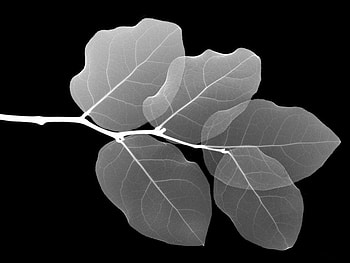 TRANSLUCENT WHITE, white, black, art, backgrounds, leaves, 3d, cg, nature, transparency HD wallpaper