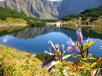 Flowers near lake, nature, lake, flower, mountain HD wallpaper