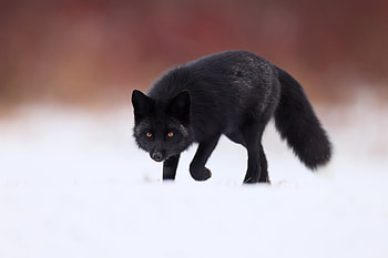 Majestic Black Fox in – Stunning Wildlife, Animal, fox HD wallpaper