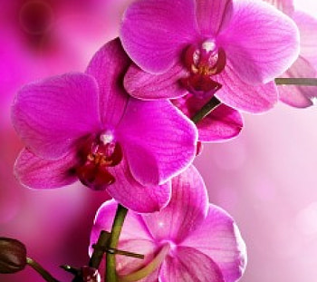 flower, rose, beautiful, color HD wallpaper