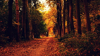 A tranquil forest path covered in vibrant autumn leaves, perfect for a serene nature stroll. HD wallpaper