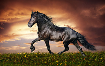 Horse, friesian, black, stalion HD wallpaper