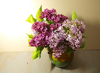Flowers, Leaves, Lilac, Vase, Spring HD wallpaper
