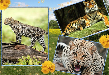 THREE BIG CATS, BIG, THREE, FRAMED, CATS HD wallpaper