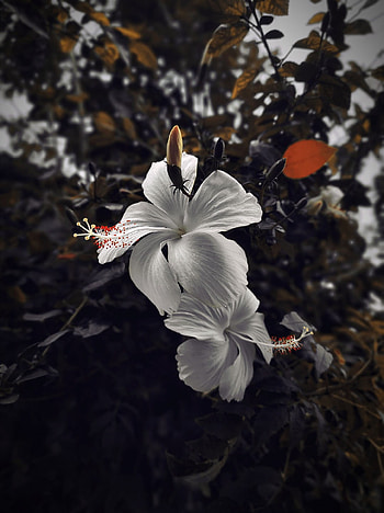 Hibiscus flower , sunlight, petal HD phone wallpaper