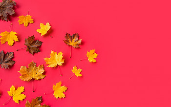 Happy Autumn!, pink, yellow, texture, autumn, card, leaf HD wallpaper