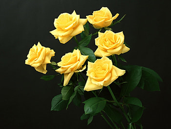 Plants, Flowers, Roses HD wallpaper