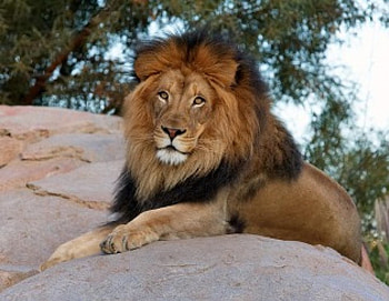 Leo the Lion, animal, cats, lion HD wallpaper