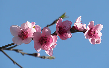 Peach Flowers, peach, blooming, beautiful, nature, flowers, tree HD wallpaper