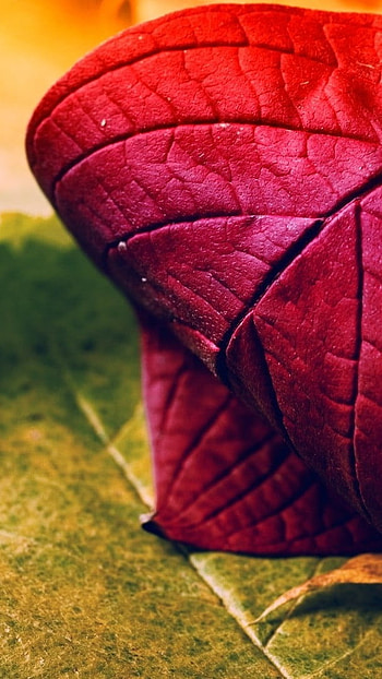 Nice, Red Leaf, nature HD phone wallpaper