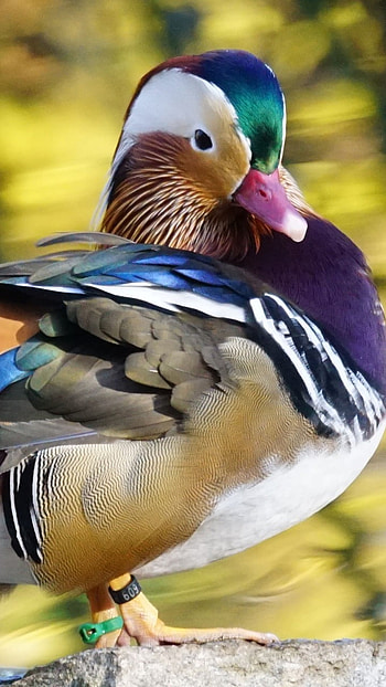 Mandarin Duck, China Duck, Bird HD phone wallpaper