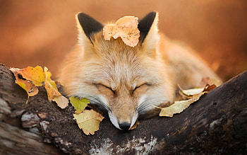 High-definition fox , Sharp visuals, Clear and vibrant, Detailed beauty HD wallpaper