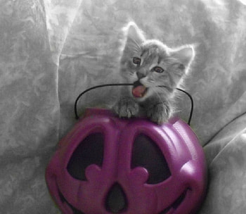 Halloween kitten, cats, kitten, Halloween, animals HD wallpaper