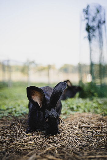 Animals, Animal, Rabbit, Hare HD phone wallpaper