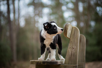 Animals, Dog, Spotted, Spotty, Puppy, Bench HD wallpaper