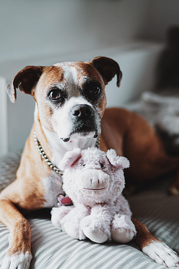 Funny, Animals, Dog, Toy, Sight, Opinion, English Bulldog HD phone wallpaper