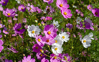 Cosmos Flowers, pink, cosmos, nature, flowers HD wallpaper