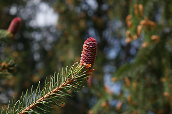 Nature, Branch, Fir, Spruce, Bump, Cone HD wallpaper
