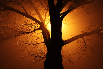 Branch Tree Sunbeams , tree, nature, sunbeam HD wallpaper
