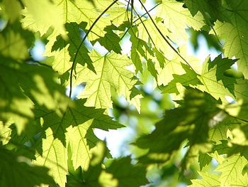 Spring, leaves, tree branches HD wallpaper