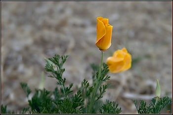 Yellow Roses For My Friends, two, art , roses, yellow, beautiful HD wallpaper