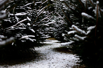 Winter, Nature, Snow, Branches, Path HD wallpaper