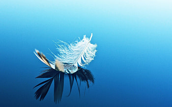 Feather artwork, Detailed illustration, High-definition , Creative HD wallpaper